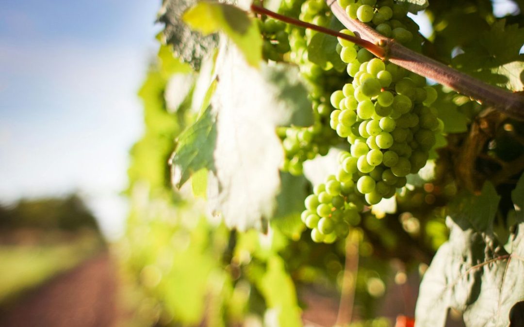 Tendencias en el Mundo del Vino: Sostenibilidad, Innovación y Nuevas Experiencias
